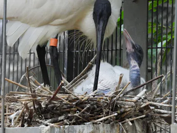 多摩動物公園に投稿された画像（2025/5/19）