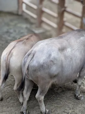 多摩動物公園に投稿された画像（2025/5/19）