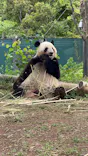 恩賜上野動物園に投稿された画像（2025/5/19）