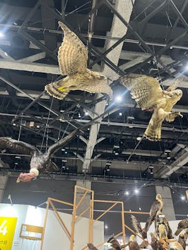 特別展「鳥～ゲノム解析が解き明かす新しい鳥類の系統～」に投稿された画像（2025/5/19）