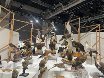 特別展「鳥～ゲノム解析が解き明かす新しい鳥類の系統～」に投稿された画像（2025/5/19）