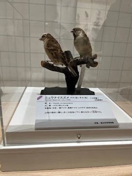 特別展「鳥～ゲノム解析が解き明かす新しい鳥類の系統～」に投稿された画像（2025/5/19）