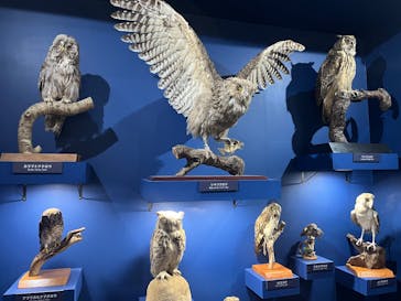 特別展「鳥～ゲノム解析が解き明かす新しい鳥類の系統～」に投稿された画像（2025/5/19）