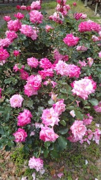 ぎふワールド・ローズガーデンに投稿された画像（2025/5/19）