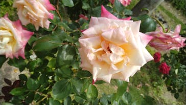 ぎふワールド・ローズガーデンに投稿された画像（2025/5/19）