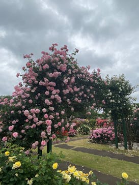 京成バラ園に投稿された画像（2025/5/19）