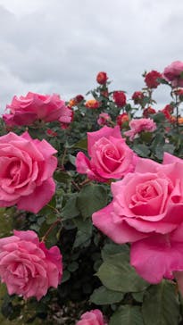 京成バラ園に投稿された画像（2025/5/19）