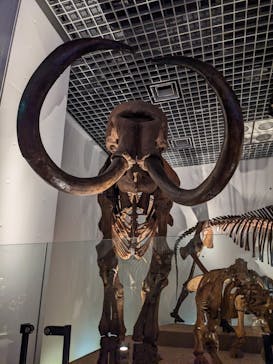 国立科学博物館に投稿された画像（2025/5/19）