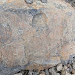 福井県立恐竜博物館に投稿された画像（2025/5/19）