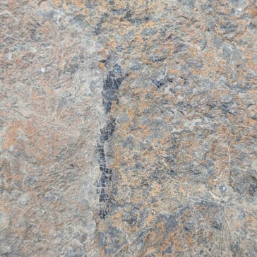 福井県立恐竜博物館に投稿された画像（2025/5/19）