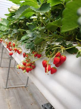 花祭いちごの谷に投稿された画像（2025/5/19）