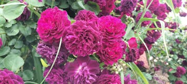 ひらかたパークに投稿された画像（2025/5/19）