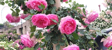 ひらかたパークに投稿された画像（2025/5/19）