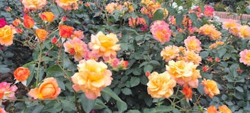 ひらかたパークに投稿された画像（2025/5/19）