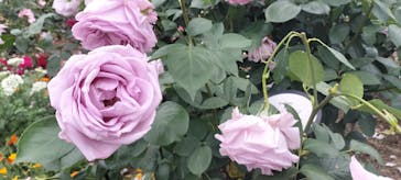 ひらかたパークに投稿された画像（2025/5/19）