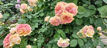 ひらかたパークに投稿された画像（2025/5/19）