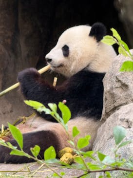 恩賜上野動物園に投稿された画像（2025/5/19）