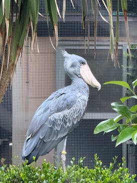 恩賜上野動物園に投稿された画像（2025/5/19）