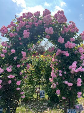 京成バラ園に投稿された画像（2025/5/19）