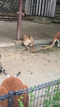 東京動物園協会_多摩動物公園に投稿された画像（2025/5/19）