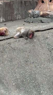 東京動物園協会_多摩動物公園に投稿された画像（2025/5/19）