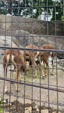 東京動物園協会_多摩動物公園に投稿された画像（2025/5/19）