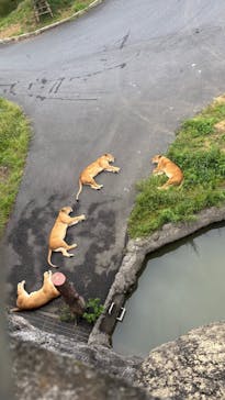 東京動物園協会_多摩動物公園に投稿された画像（2025/5/19）