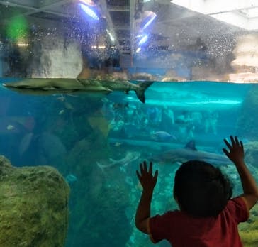 新江ノ島水族館に投稿された画像（2025/5/19）