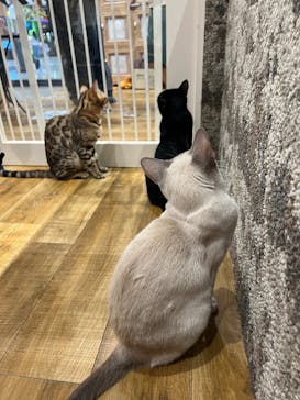 いぬカフェRio イオンモール常滑店に投稿された画像（2025/5/19）