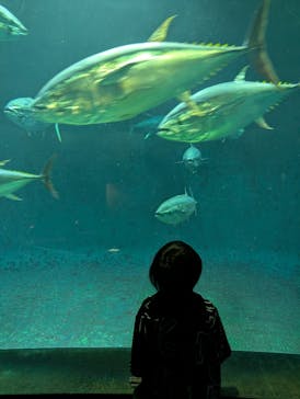 葛西臨海水族園に投稿された画像（2025/5/19）