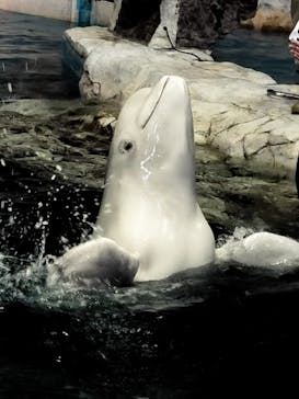 名古屋港水族館に投稿された画像（2025/5/20）