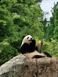 恩賜上野動物園に投稿された画像（2025/5/20）
