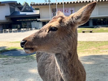 奈良国立博物館開館130年記念特別展「超 国宝―祈りのかがやきー」	に投稿された画像（2025/5/20）