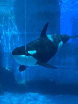 名古屋港水族館に投稿された画像（2025/5/20）