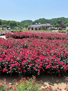 ぎふワールド・ローズガーデンに投稿された画像（2025/5/20）