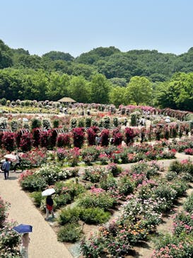 ぎふワールド・ローズガーデンに投稿された画像（2025/5/20）