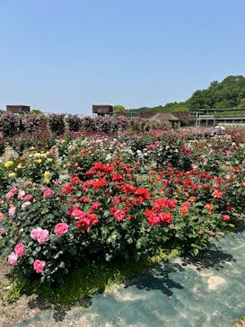 ぎふワールド・ローズガーデンに投稿された画像（2025/5/20）