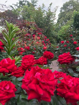 横浜イングリッシュガーデンに投稿された画像（2025/5/20）