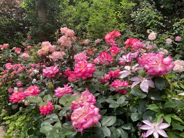 横浜イングリッシュガーデンに投稿された画像（2025/5/20）