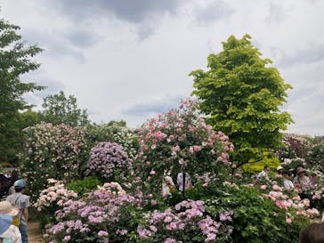 横浜イングリッシュガーデンに投稿された画像（2025/5/20）