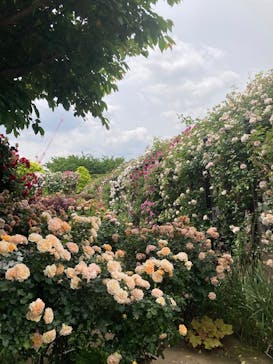 横浜イングリッシュガーデンに投稿された画像（2025/5/20）