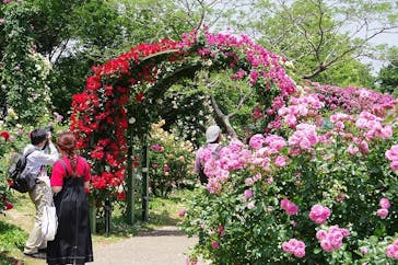 京成バラ園に投稿された画像（2025/5/20）