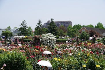 京成バラ園に投稿された画像（2025/5/20）