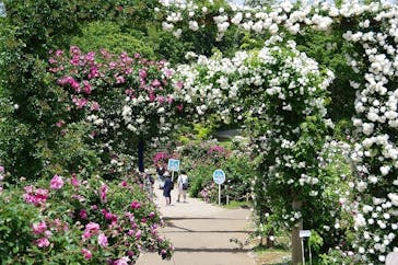 京成バラ園に投稿された画像（2025/5/20）