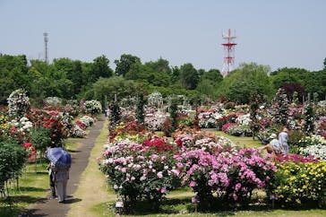 京成バラ園に投稿された画像（2025/5/20）