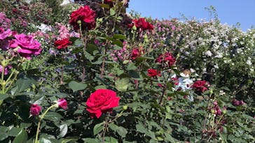 横浜イングリッシュガーデンに投稿された画像（2025/5/20）