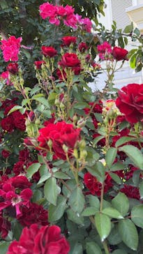 横浜イングリッシュガーデンに投稿された画像（2025/5/20）