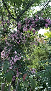 横浜イングリッシュガーデンに投稿された画像（2025/5/20）