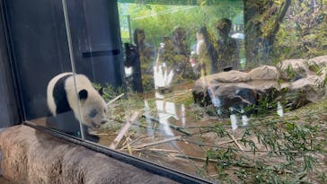 恩賜上野動物園に投稿された画像（2025/5/20）