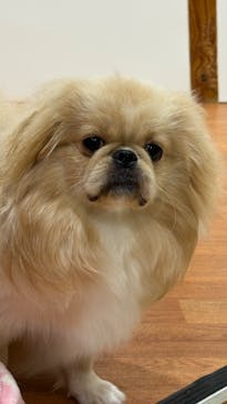 いぬカフェRio 下北沢店に投稿された画像（2025/5/20）